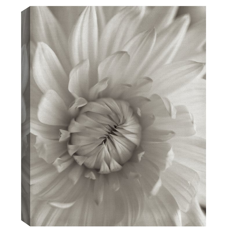 Florison #24 by Alan Blaustein Canvas Art Print