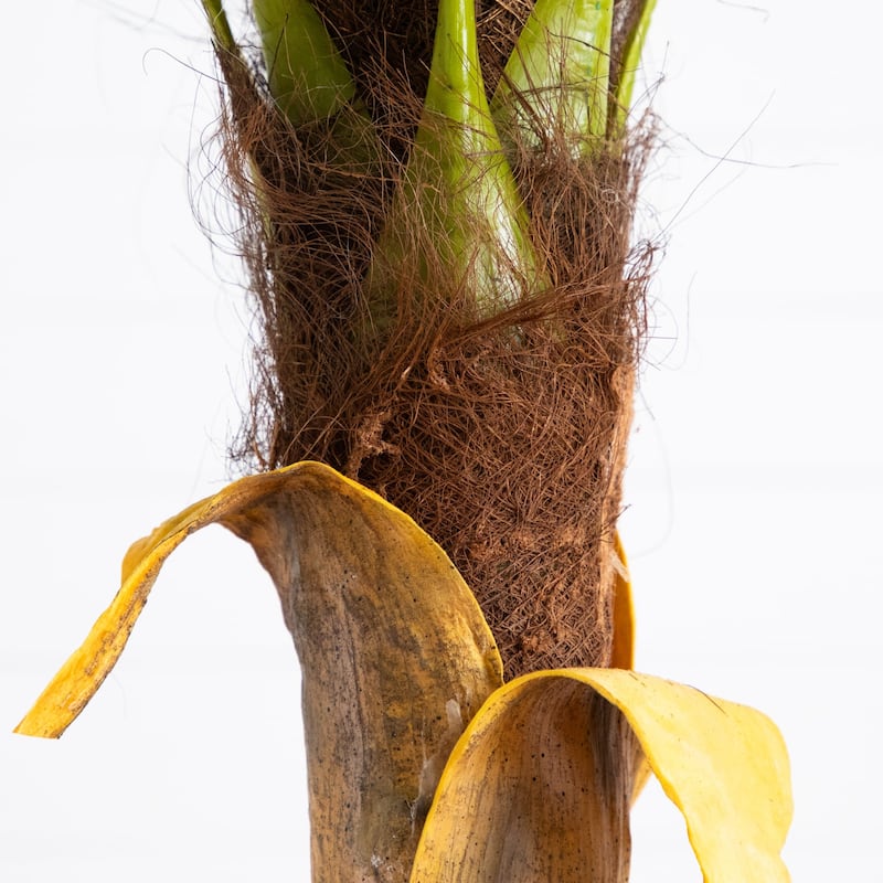 Coconut Palm Potted Artificial Tree - 7'