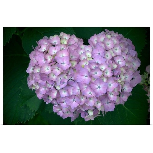 "Hydrangea purple flower in heart shape." Poster Print