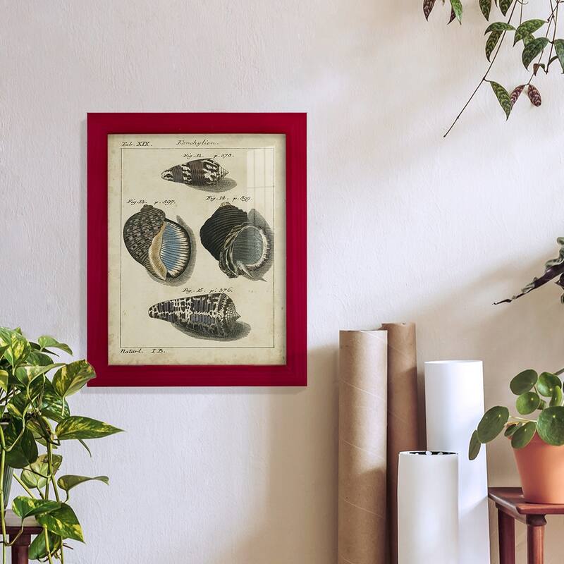 Vintage Shell Study III -Framed Print w/glass-Cherry Red