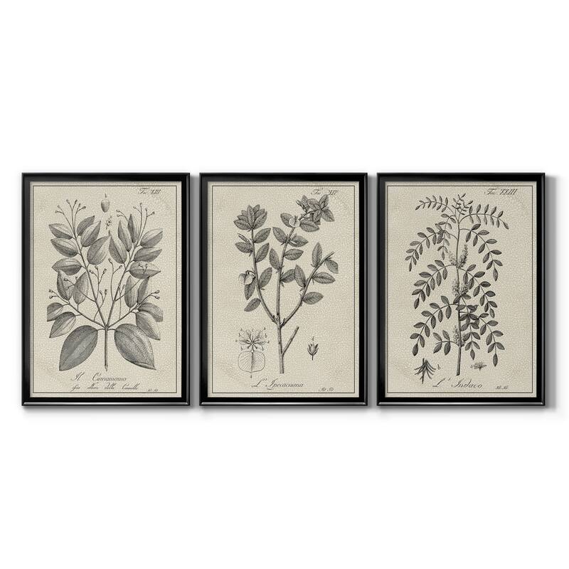Antique Black & White Botanical VII Premium Framed Canvas - Ready to Hang - Multi-Color - 18X24 - Black