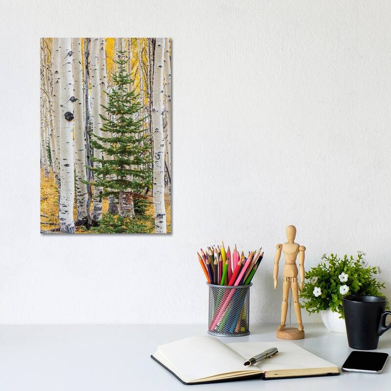 iCanvas "Quaking Aspen and fir tree in fall, Grand Staircase-Escalante National Monument, Utah" by Jeff Foott Canvas Print - 12x8x0.75