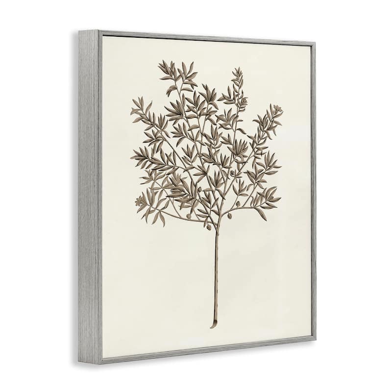 Stupell Vintage Study of Olive Tree Framed Giclee Art Design By Phillipa Katz