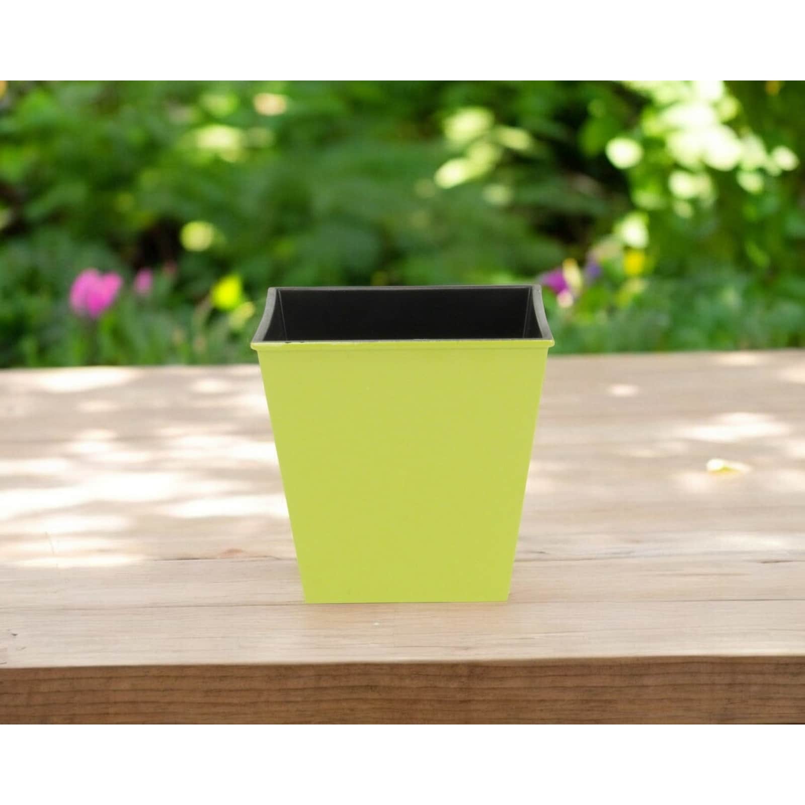 where can i buy the aloe vera plant Aloe Vera Plant Nursery 4"