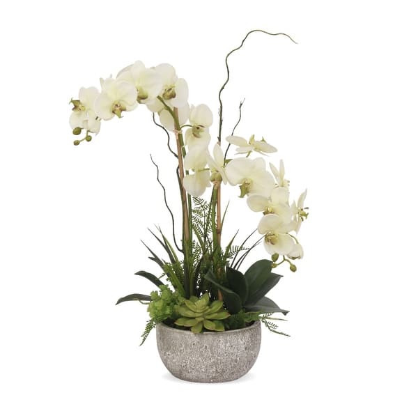 Cream Green Orchids, Succulents, Ferns Flower in Round Pot - 18