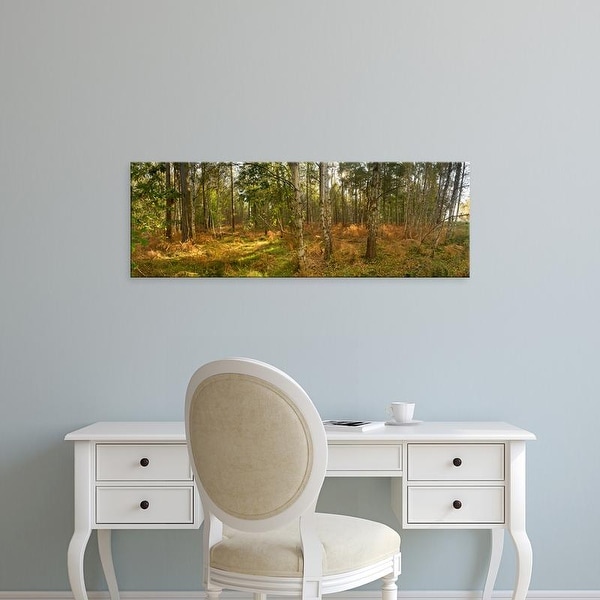 Easy Art Prints Panoramic Images's 'Silver Birch trees in early autumn, Thetford Forest, Norfolk, England' Canvas Art