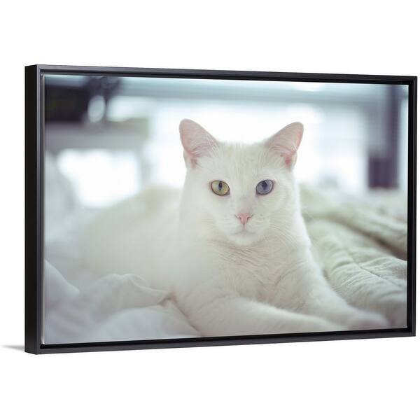 Shop White Cat Laying With Two Different Colored Eyes On Bed