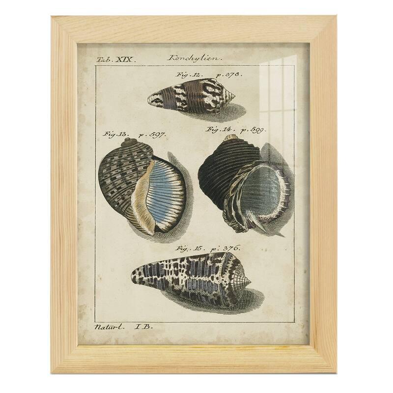 Vintage Shell Study III -Framed Print w/glass-Cherry Red