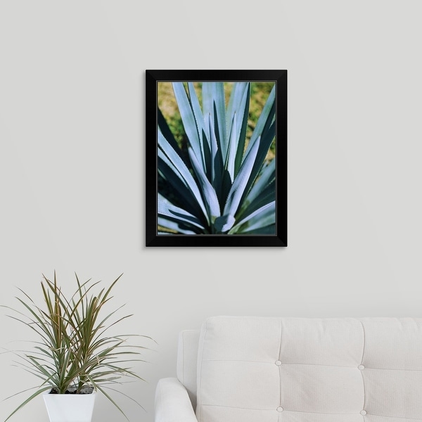 "Close-up of a Blue agave (Agave Tequilana) plant, Mexico" Black Framed Print