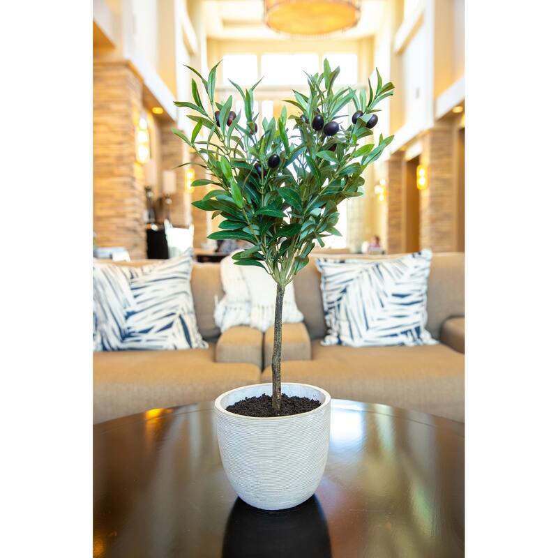 28" Olive Tree in 7.25" Cement Pot,Gray - ONE-SIZE