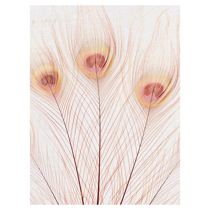 Peach Peacock by Belle Maison Canvas Art Print