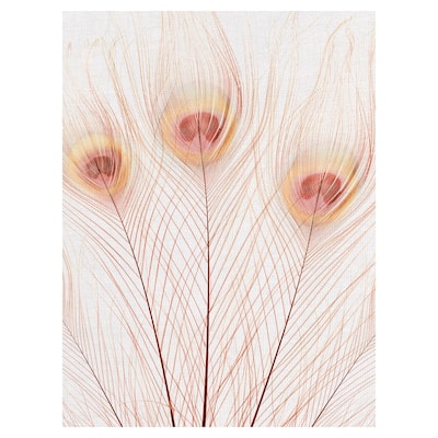Peach Peacock by Belle Maison Canvas Art Print