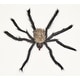 preview thumbnail 1 of 1, 27" Spider w/ Red Flashing Eyes