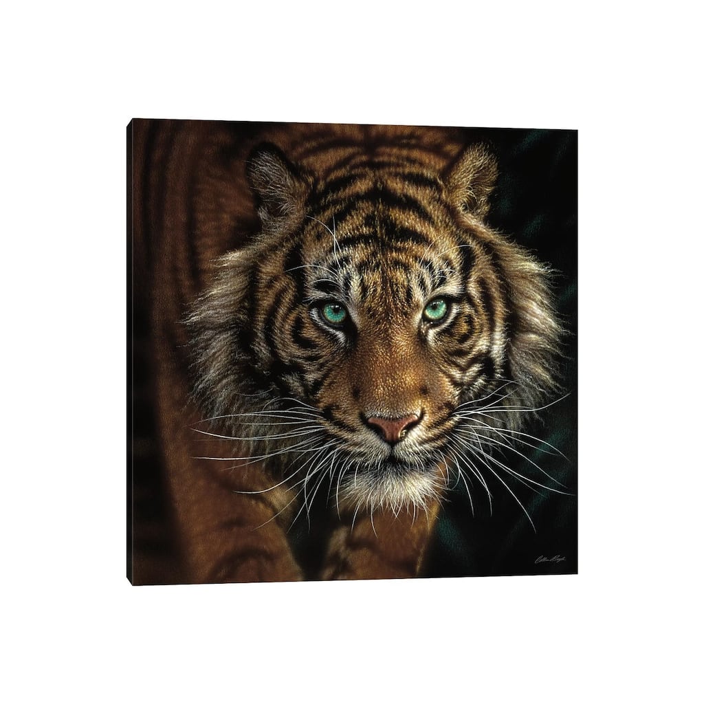 iCanvas "Eye Of The Tiger, Square" by Collin Bogle Canvas Print