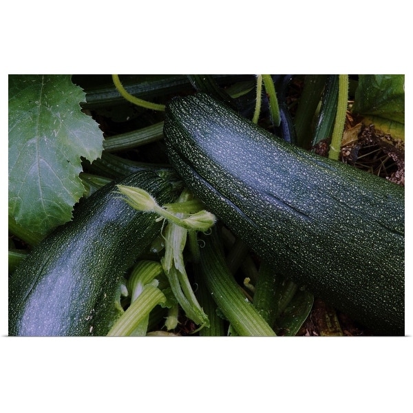 "Zucchini squash growing on vine, close up." Poster Print