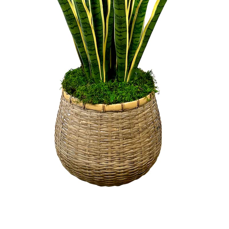 4.5 ft Mother in Law's Tongue with Moss in Planter - Green
