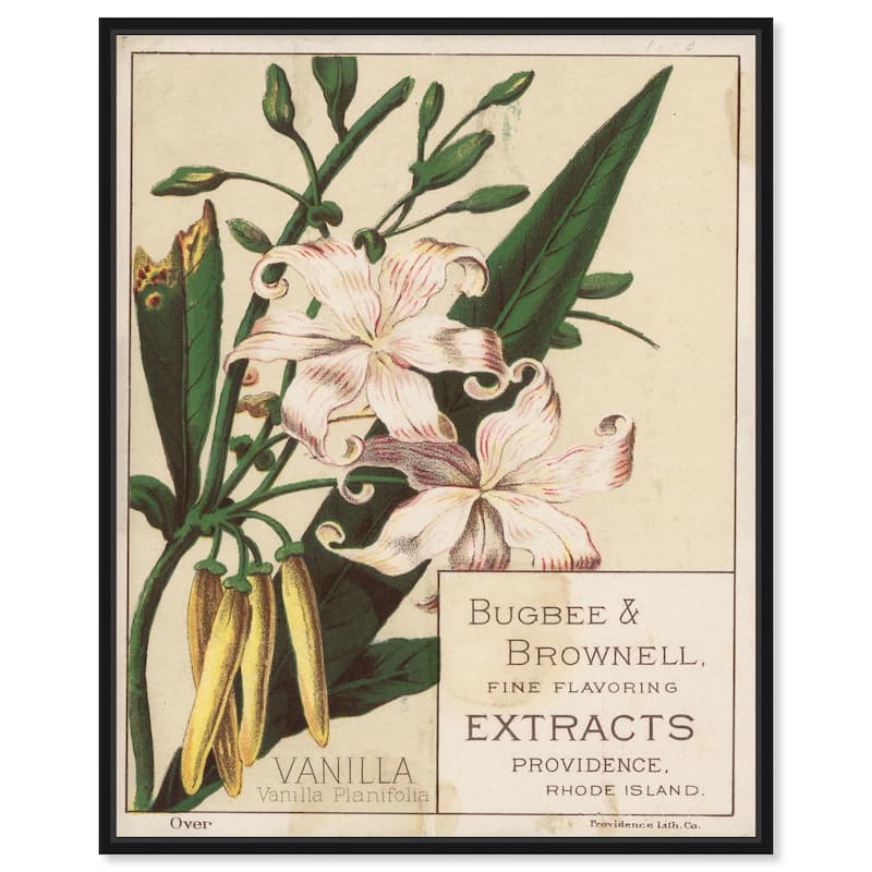 Vanilla Planifolia Canvas by Art Remedy - Black - 24" x 30"