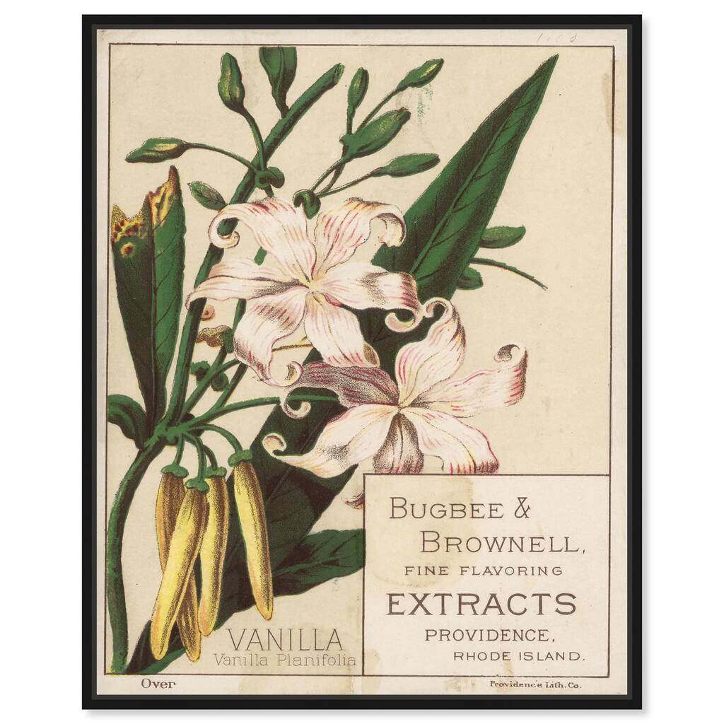 Vanilla Planifolia Canvas by Art Remedy