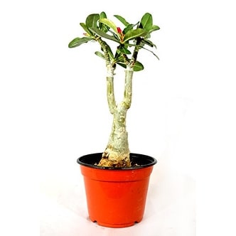 9GreenBox - Black Fire Desert Rose - Bed Bath & Beyond - 17936128