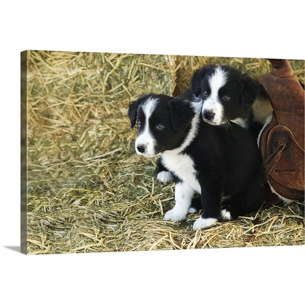 border collie pet shop
