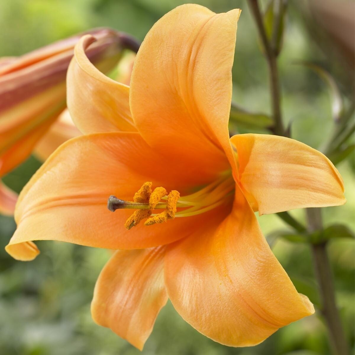Van Zyverden Lilies Premium OT Hybrid Orange Planet Set of 5