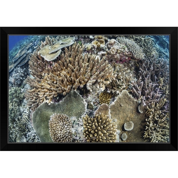 "Coral reef, Fiji" Black Framed Print