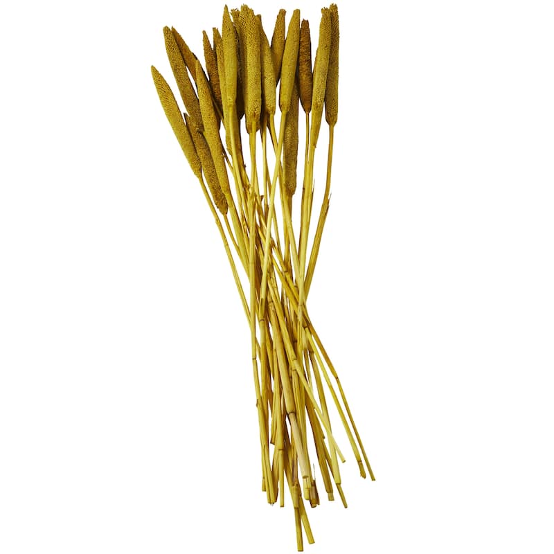 Dried Plant Bunny Tail Home Decor Natural Foliage - White, Red, Dark Brown, Orange, Green, Pink, Yellow - Roche River Decor