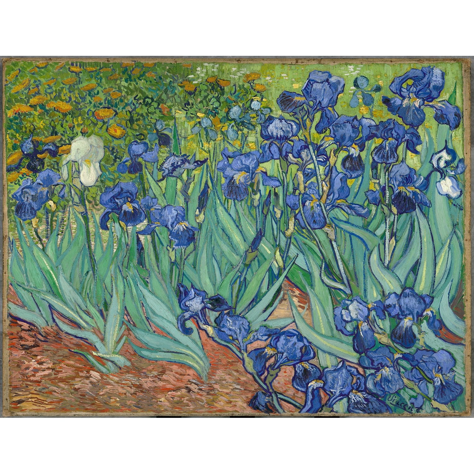 Irises by Vincent Van Gogh Oil Painting Print on Museum Quality canvas ...