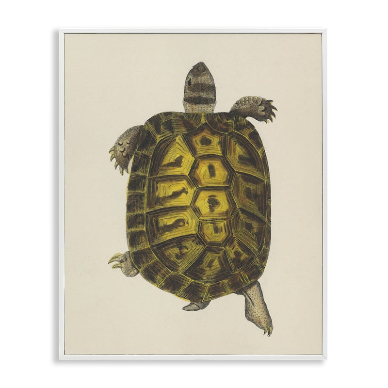 Stupell Vintage Maritime Tortoise Framed Giclee Art Design By Phillipa Katz - 11 x 14 - White