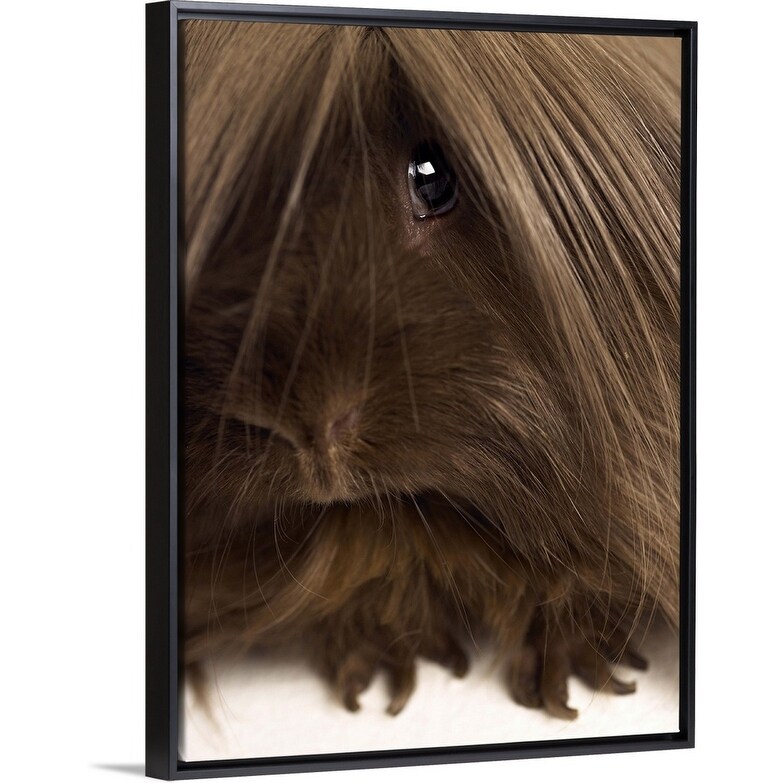 Shop Long Haired Guinea Pig Close Up Black Float Frame Canvas