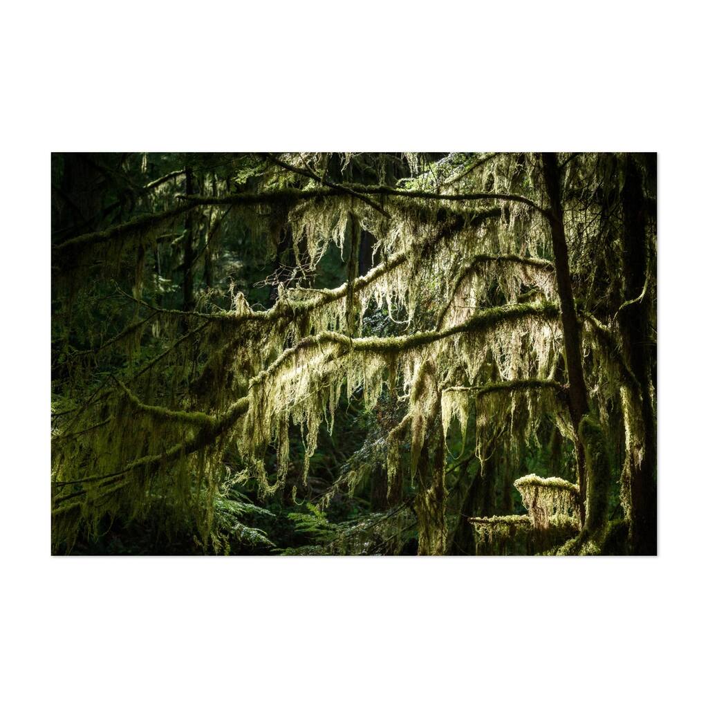 Olympic Park Washington Temperate Rainforest Nature Art Print/Poster
