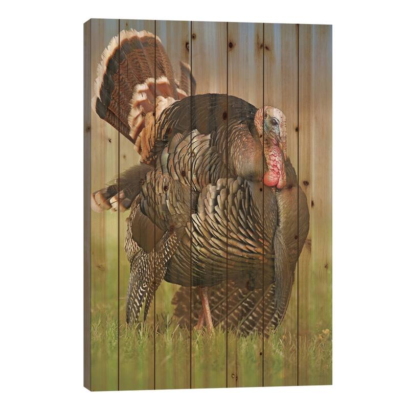 Wild Turkey Male In Courtship Display, Palo Duro Canyon State Park, Texas I Print On Wood by Tim Fitzharris - Multi-Color - 26x18x1.5