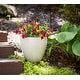 preview thumbnail 11 of 21, Southern Patio Egg Planter
