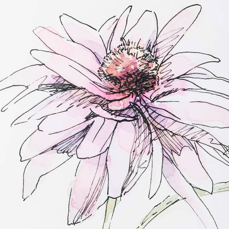 Echinacea I Framed Art Print