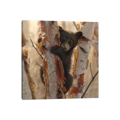 iCanvas "Curious Black Bear Cub II, Square" by Collin Bogle Canvas Print