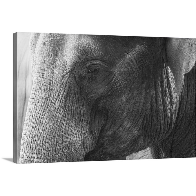Shop Black And White Elephant Portrait Canvas Wall Art Free