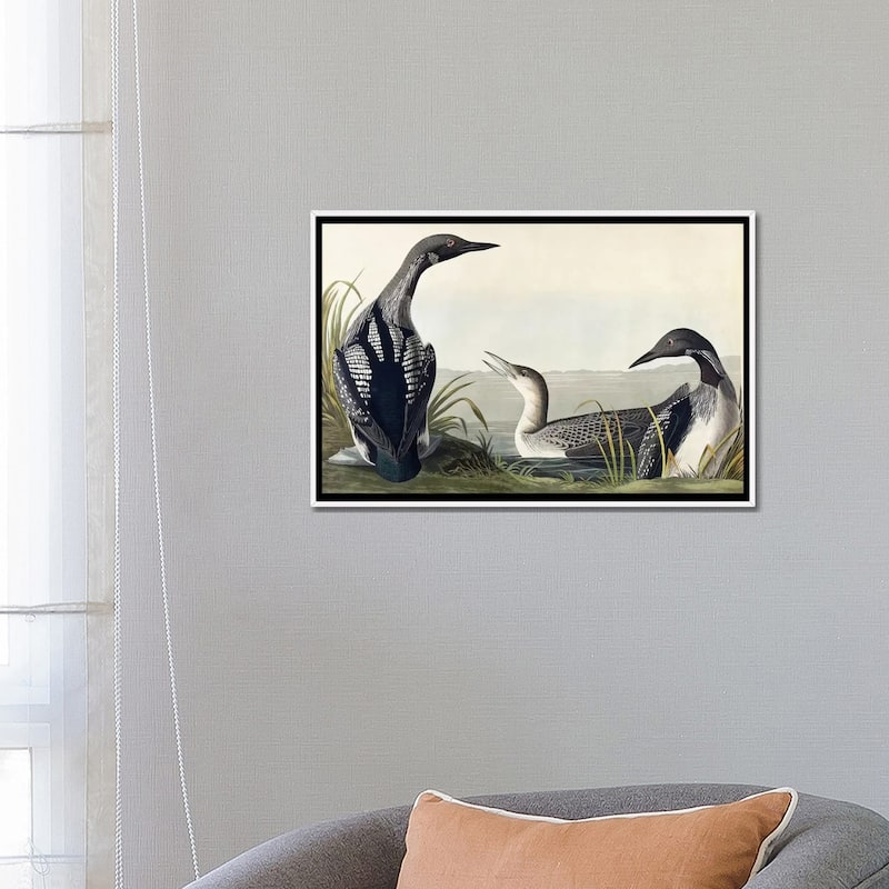 iCanvas "Black-throated Diver " by John James Audubon Framed Canvas Print