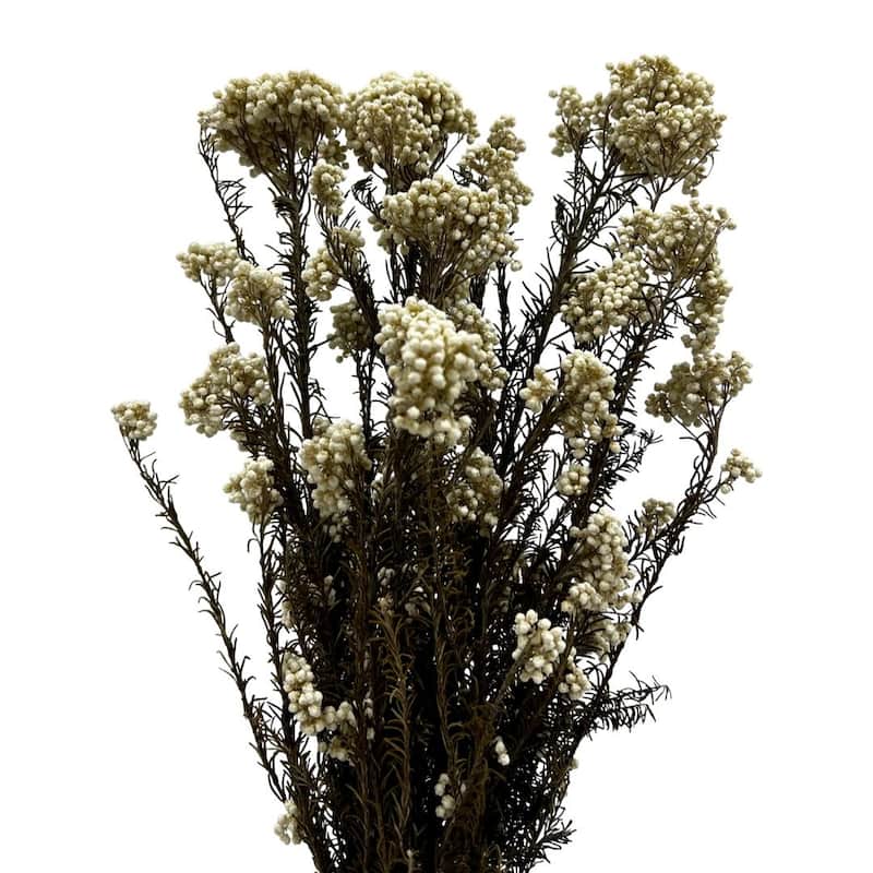 Bundle of 4 Preserved Millet ,Rice Flower - Immortelle Flower,Ozothamnu - 24 inches