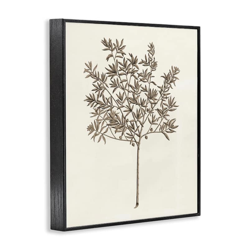 Stupell Vintage Study of Olive Tree Framed Giclee Art Design By Phillipa Katz