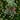 Christmas Bells with Pinecones and Plaid Bow Ornaments - 7" - Green - Set of 2