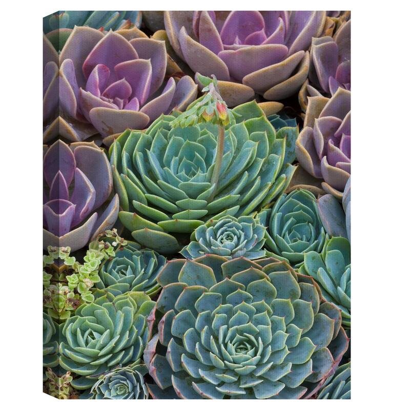 Succulent Gemstones III, IV by Robin Constable Hanson Canvas Art Prints