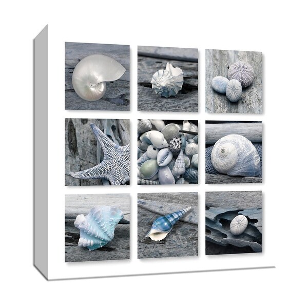 PTM Images 9-147641 PTM Canvas Collection 12" x 12" - "Driftwood Shell Collection" Giclee Shells Art Print on Canvas