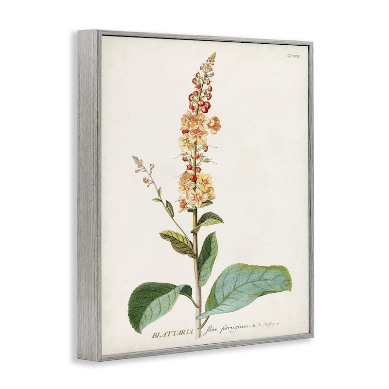 Stupell Botanical Plant Illustration Flowers Vintage Design Framed Giclee Texturized Art by World Art Group