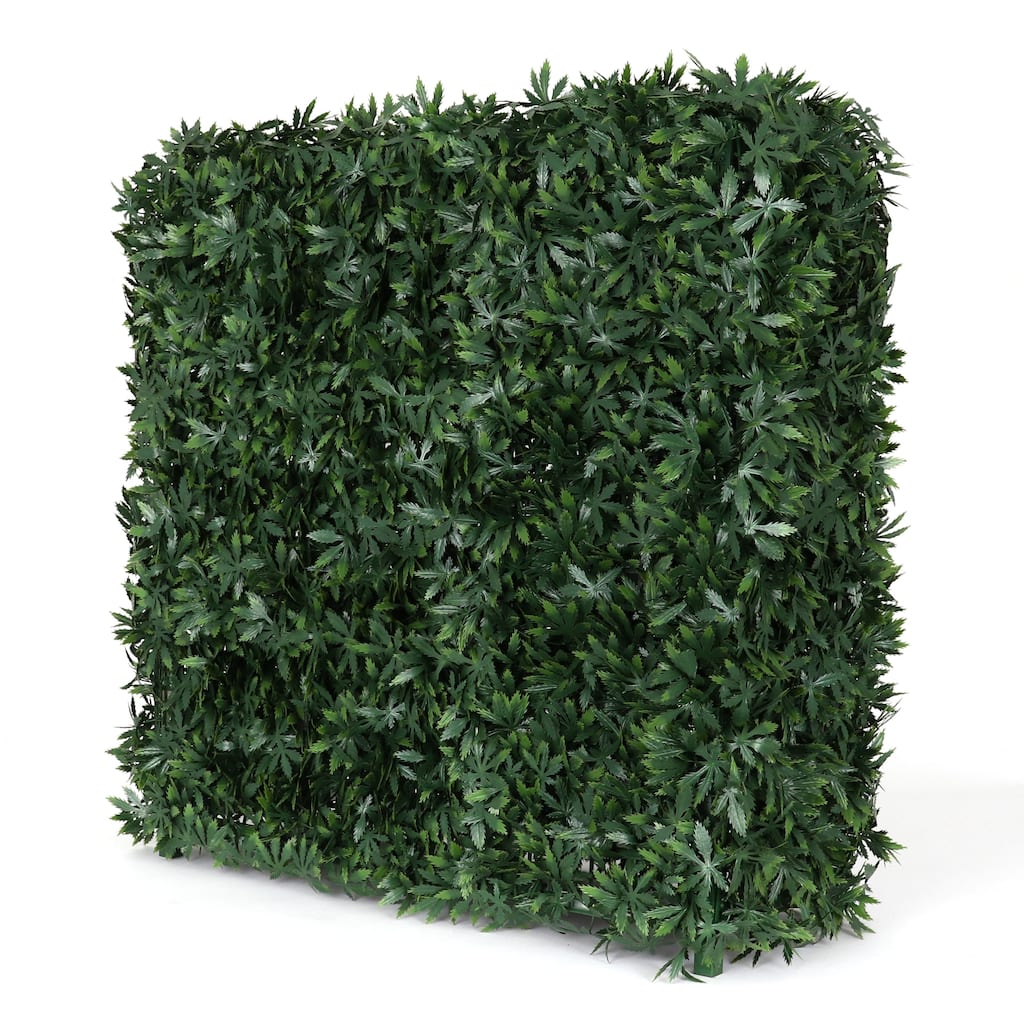 Cannabis Hedge Wall