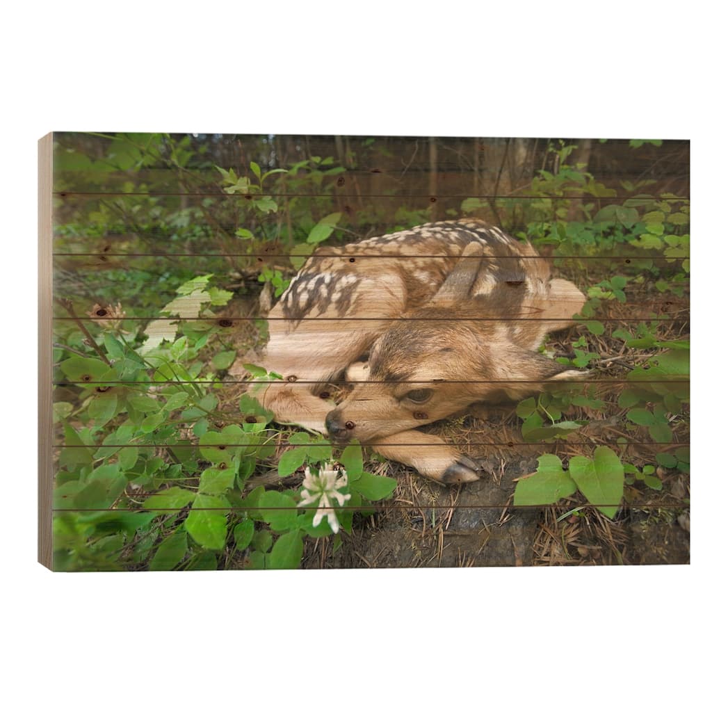 Mule Deer Newborn Fawn Hides In The Forest, Waiting For Mother, Siuslaw National Forest, Oregon Print On Wood by Michael Durham