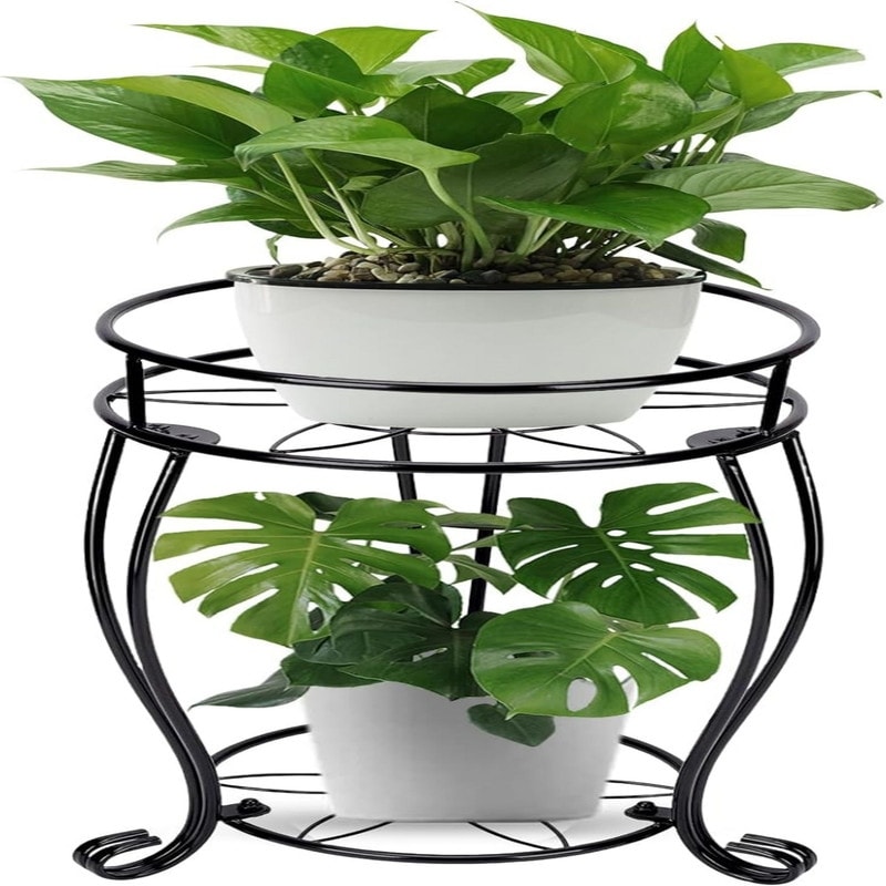 money tree plant indoor or outdoor Money Tree Plant with Planter - Small (12"-16" tall) Cream Planter