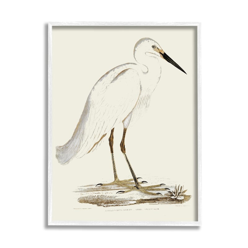 Stupell Vintage Egret Latin Study Marsh Bird Illustration Framed Wall Art