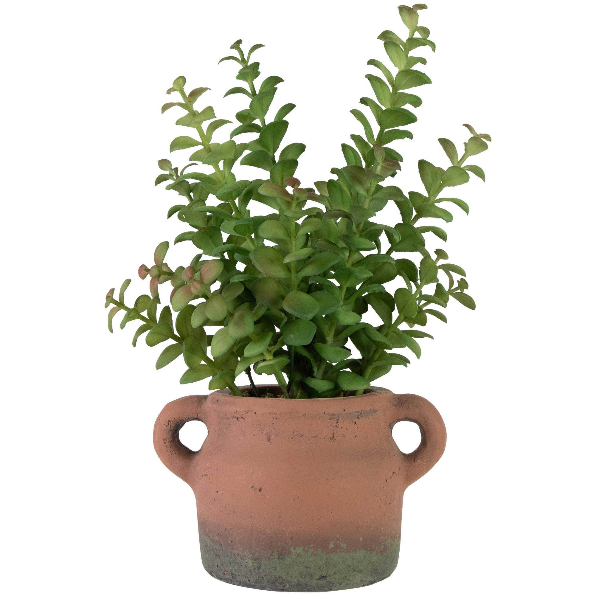 Artificial Privet Plant In Vintage Milk Can Style Earthenware Pot 14"
