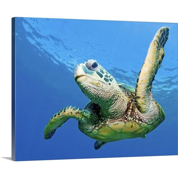 Hawaiian Sea Turtle Maui Hawaii Us Canvas Wall Art Overstock 16451317