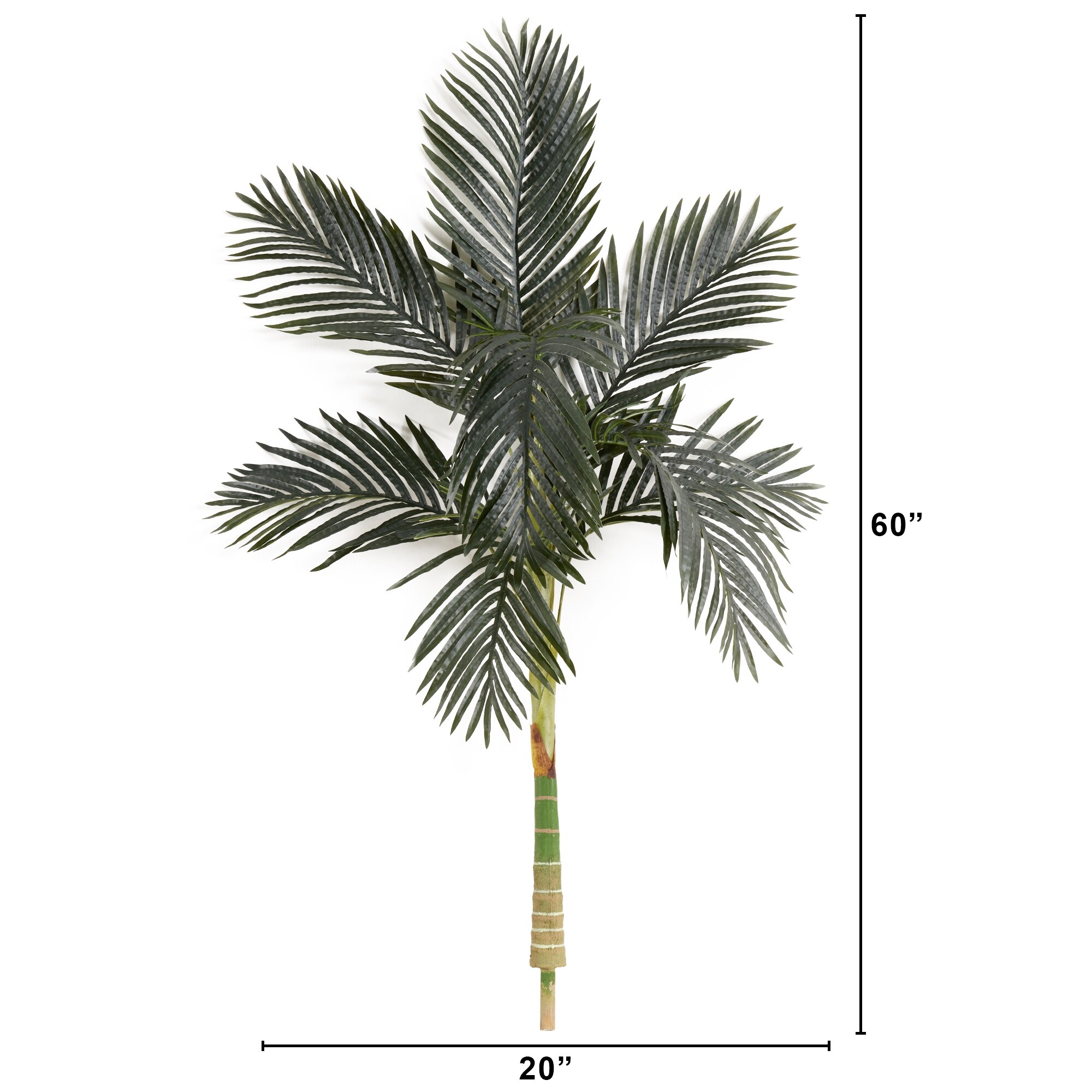 where can you buy eucalyptus plant Potted Eucalyptus Tree main image 0